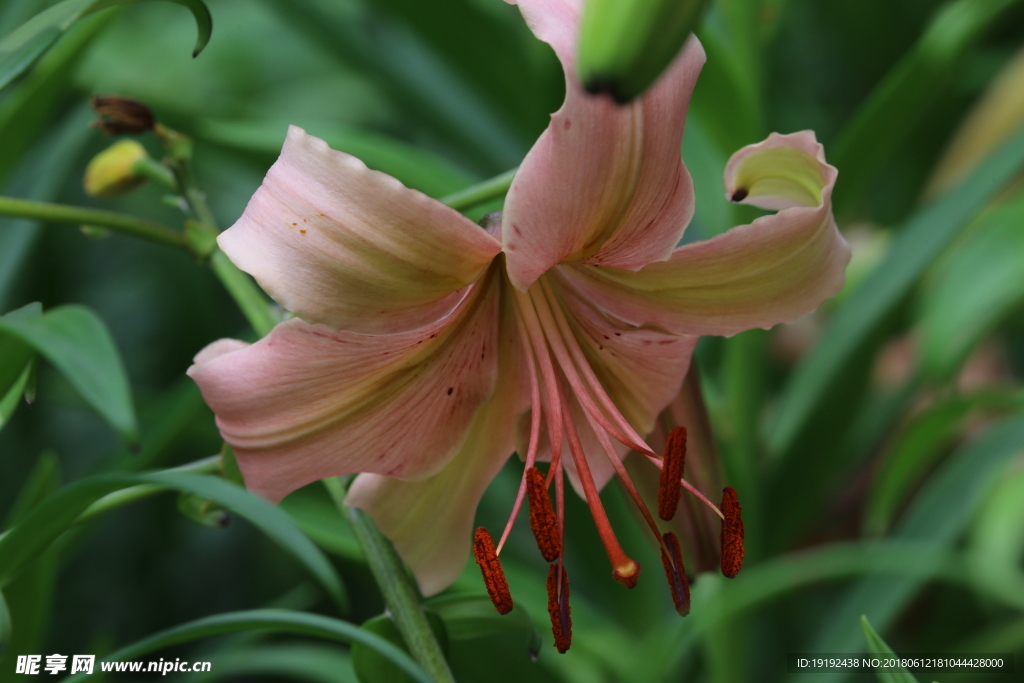 百合花