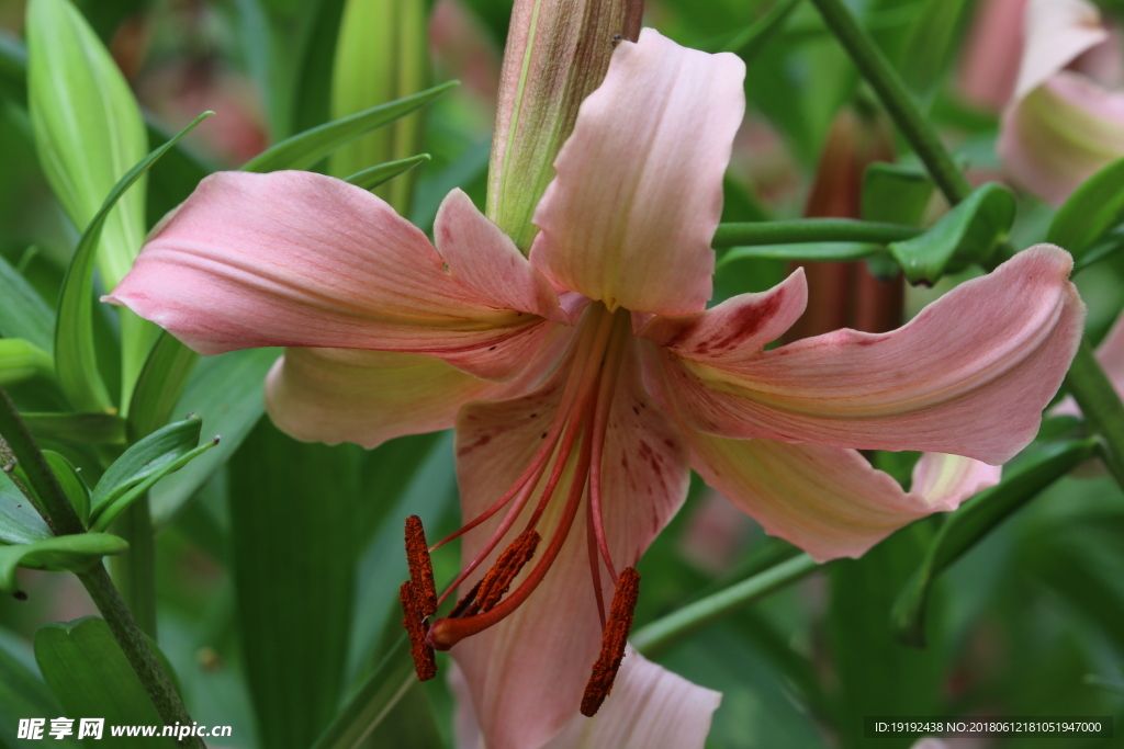 百合花