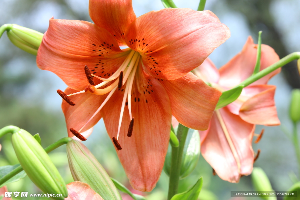 百合花