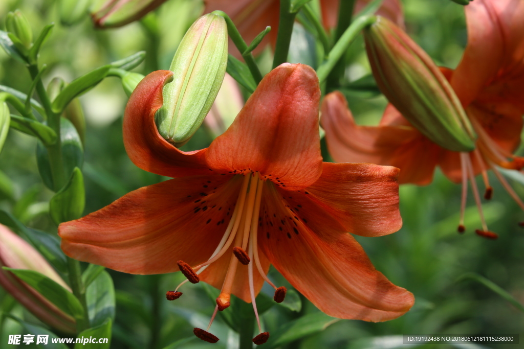 百合花