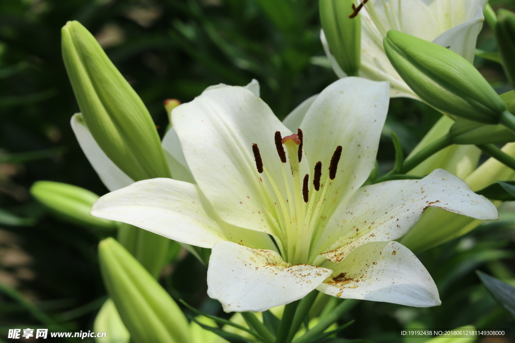 百合花
