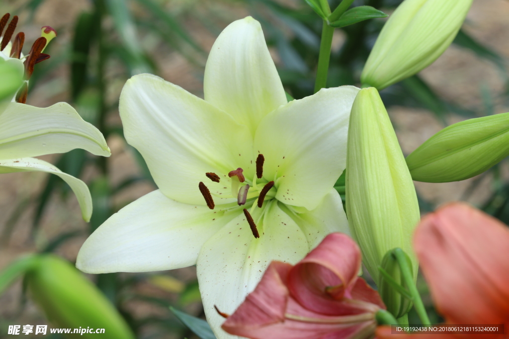 百合花