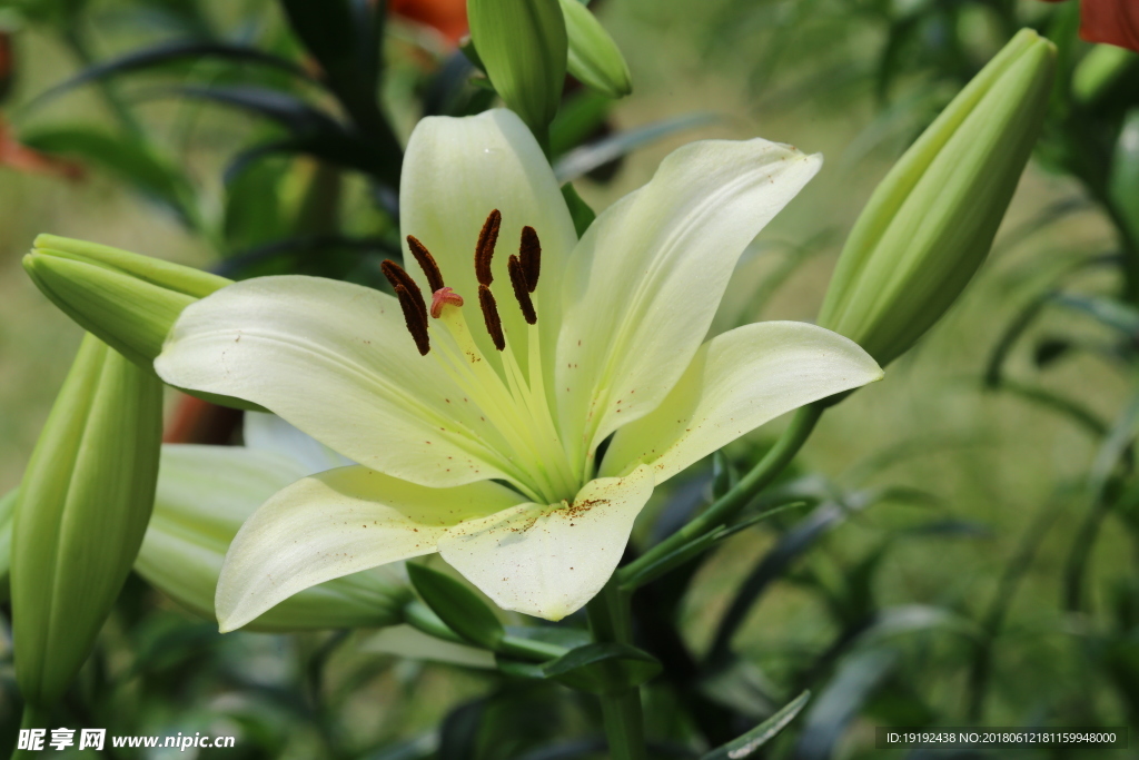 百合花
