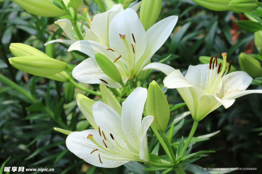 百合花