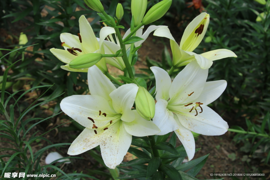 百合花