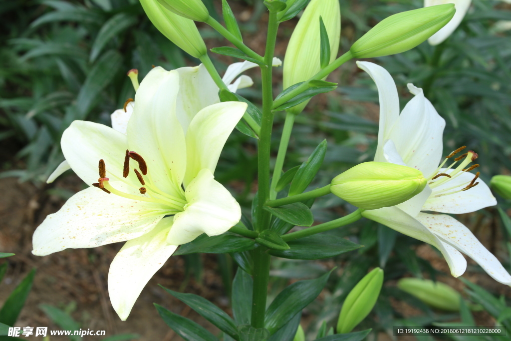 百合花
