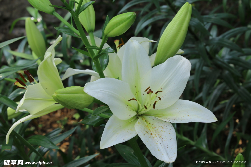 百合花