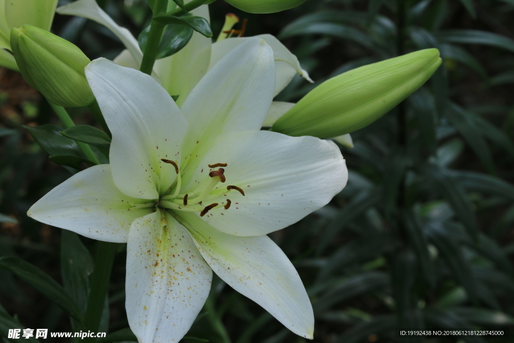百合花
