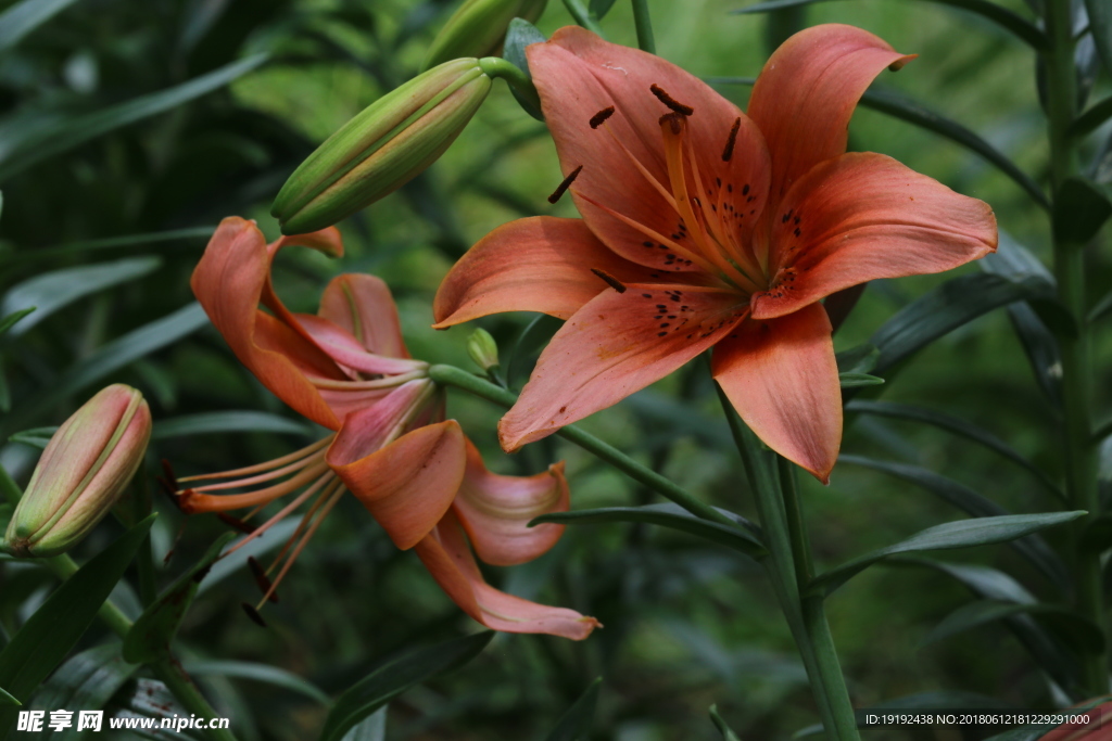 百合花