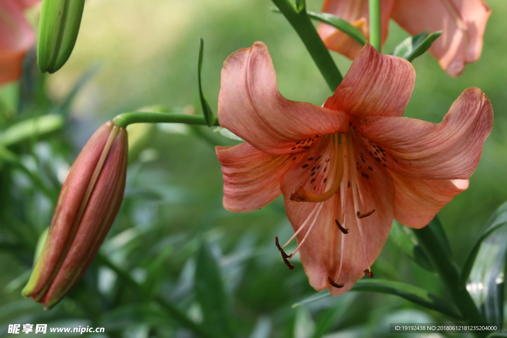 百合花