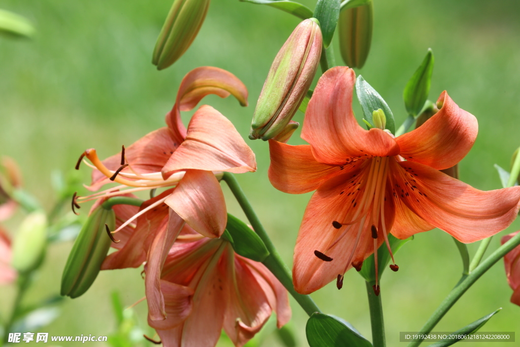 百合花