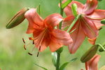 百合花