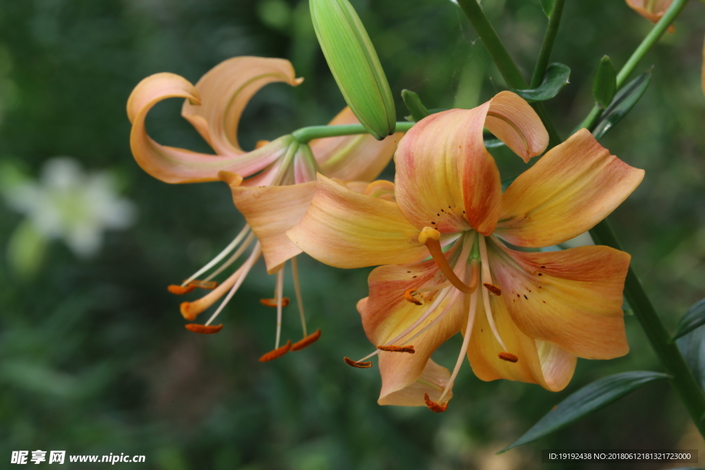 百合花