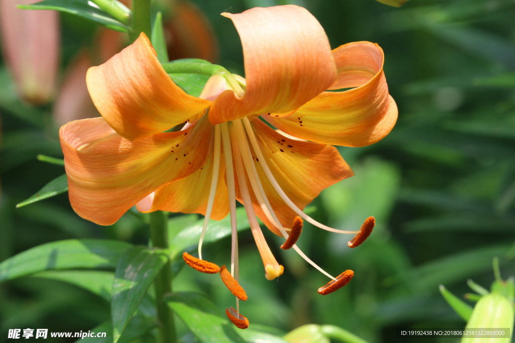百合花