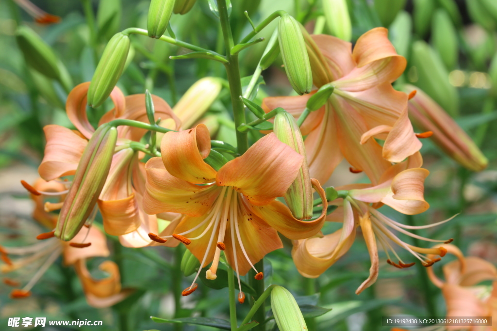 百合花