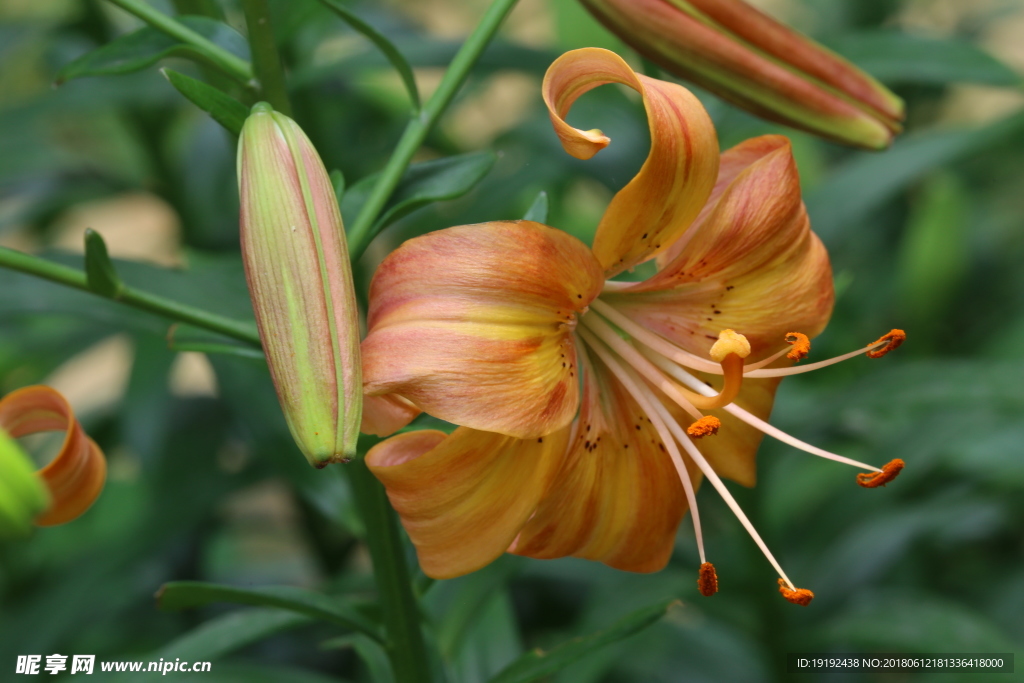 百合花