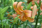 百合花