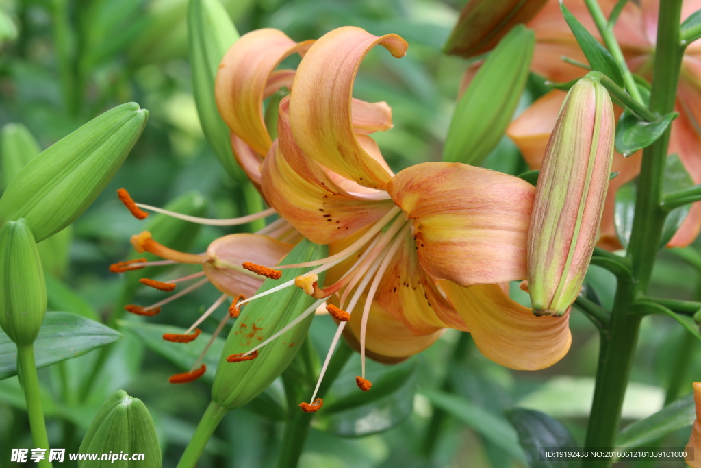 百合花