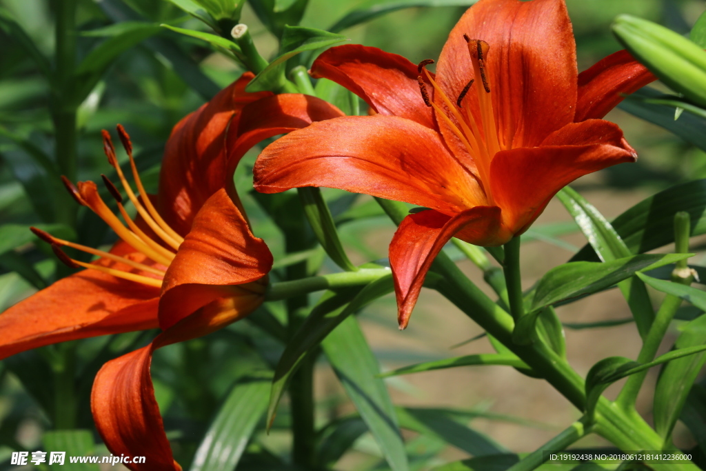 百合花