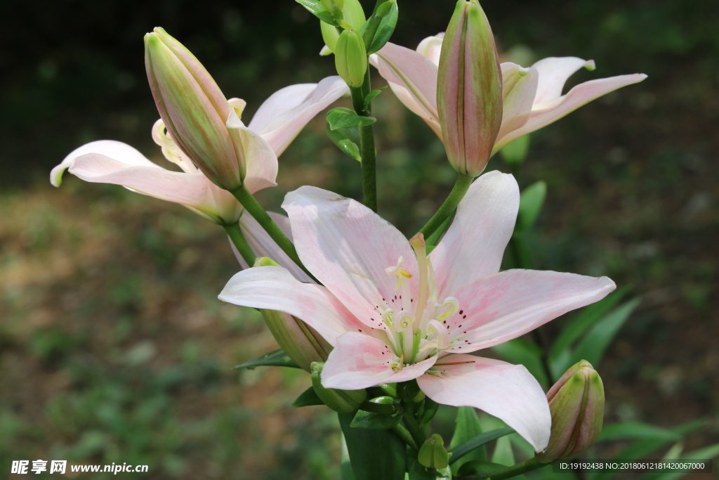 百合花