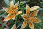 百合花