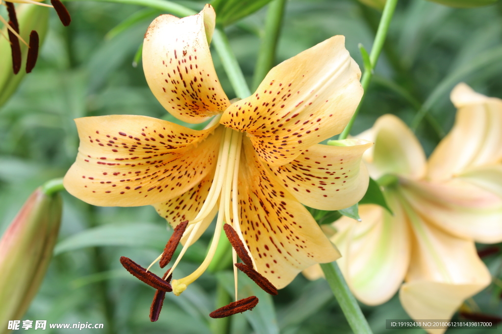 百合花