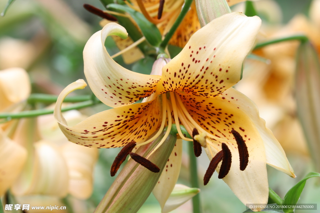 百合花