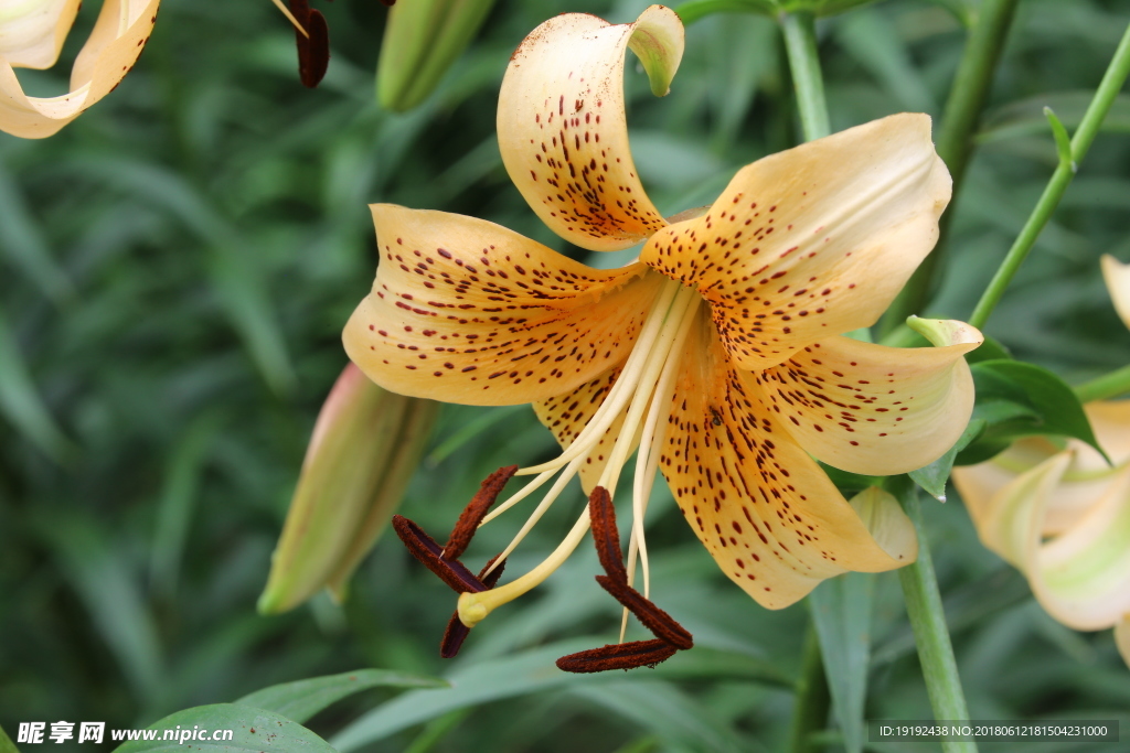 百合花