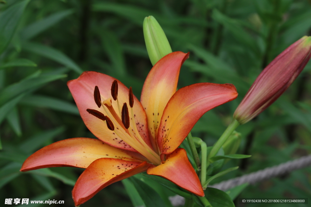 百合花