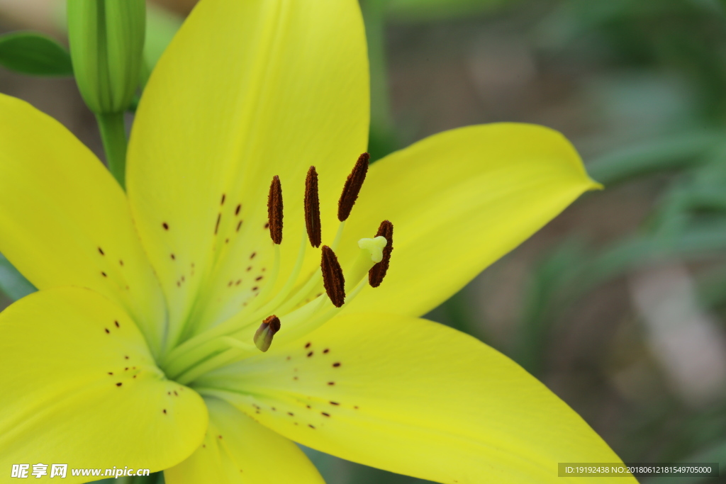 百合花