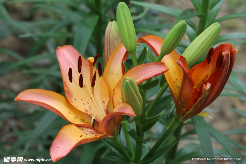 百合花