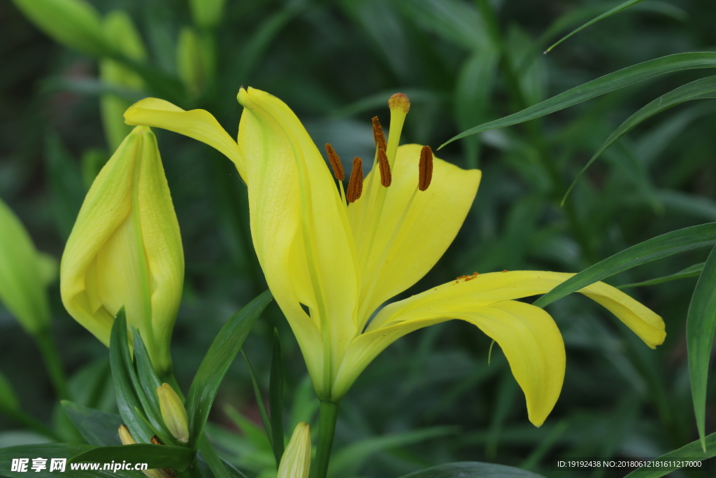 百合花