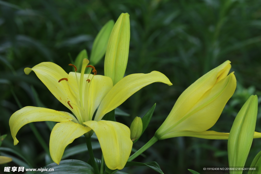 百合花