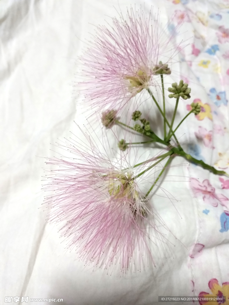 合欢花