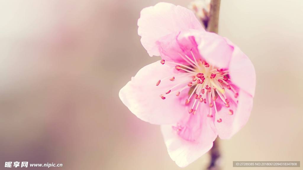 桃花开