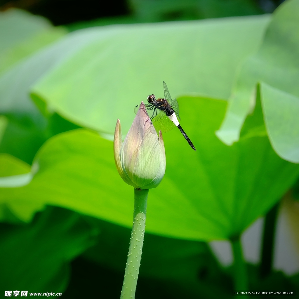 蜻蜓