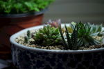 多肉植物
