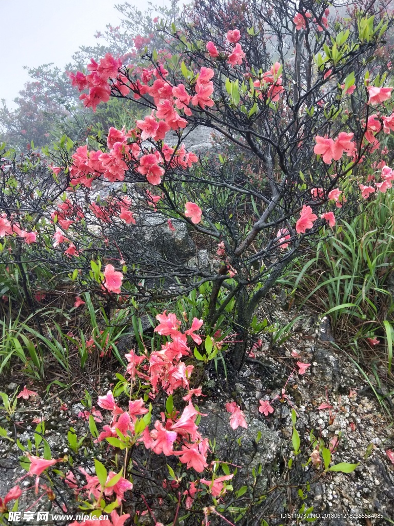 杜鹃花