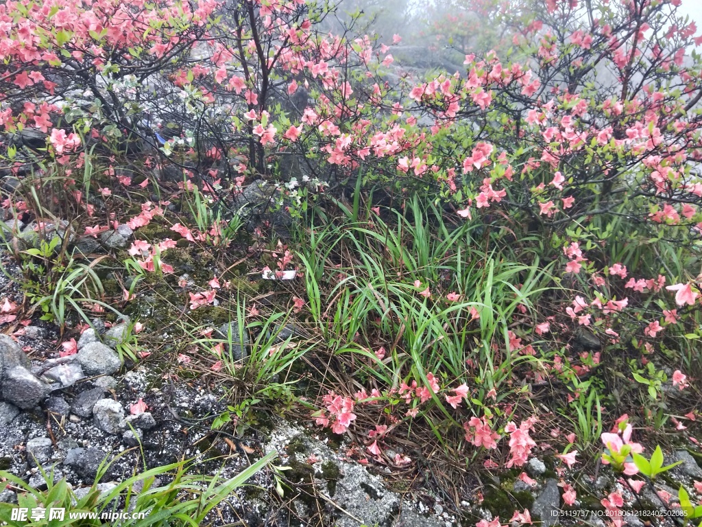 杜鹃花