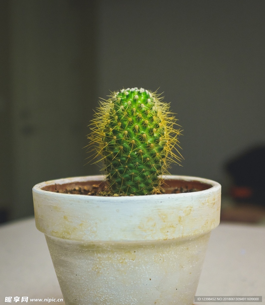 仙人掌