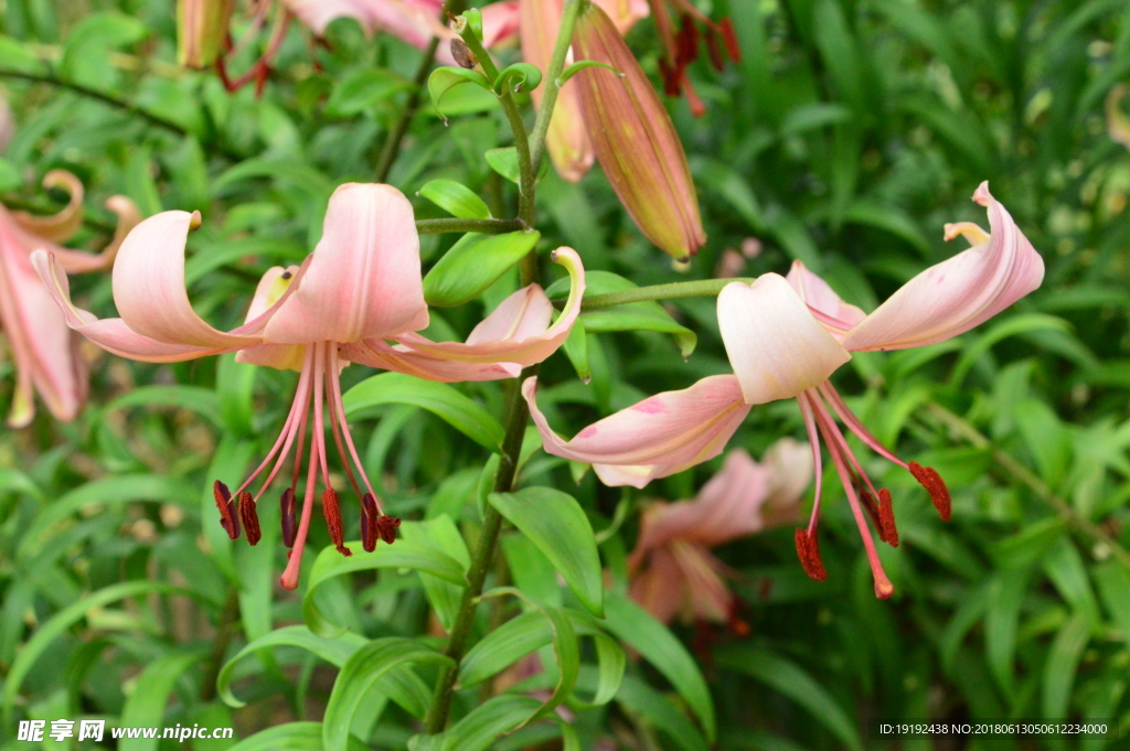 百合花