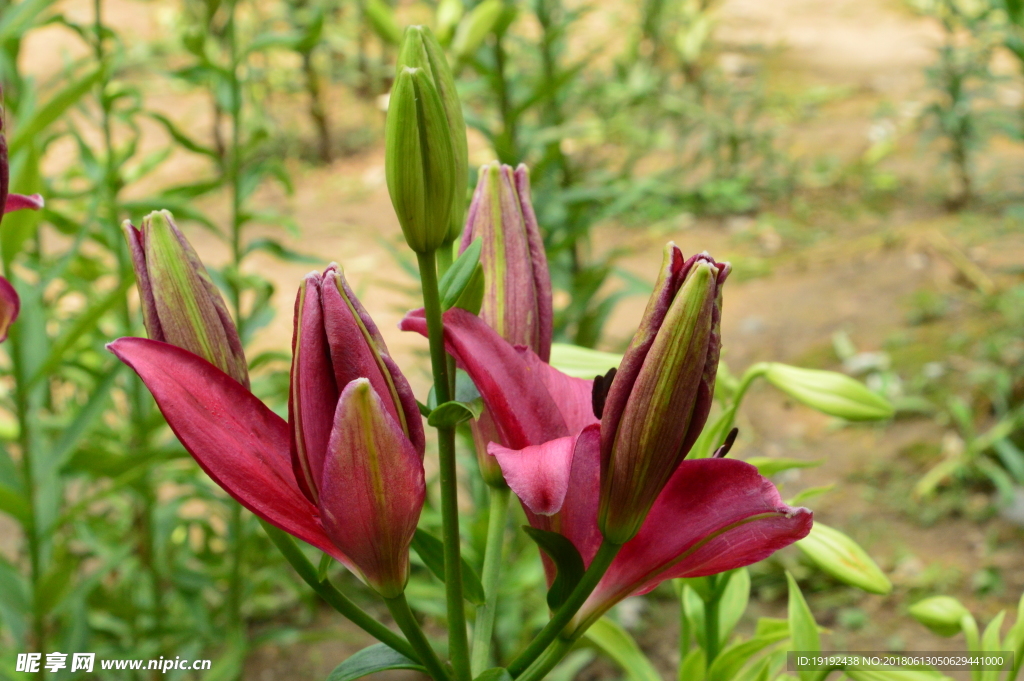 百合花
