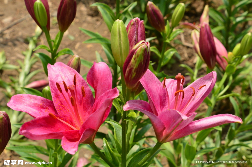 百合花