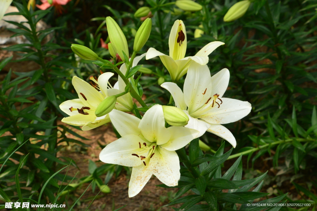 百合花