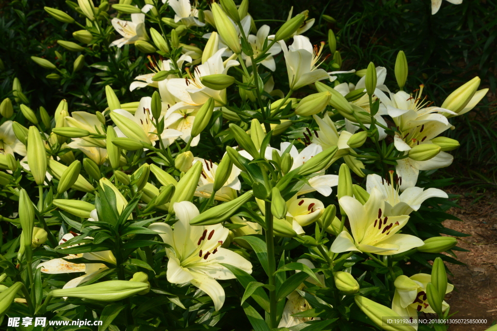 百合花