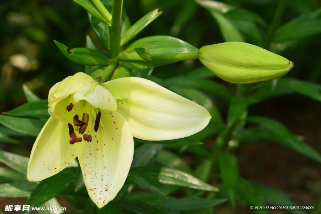 百合花
