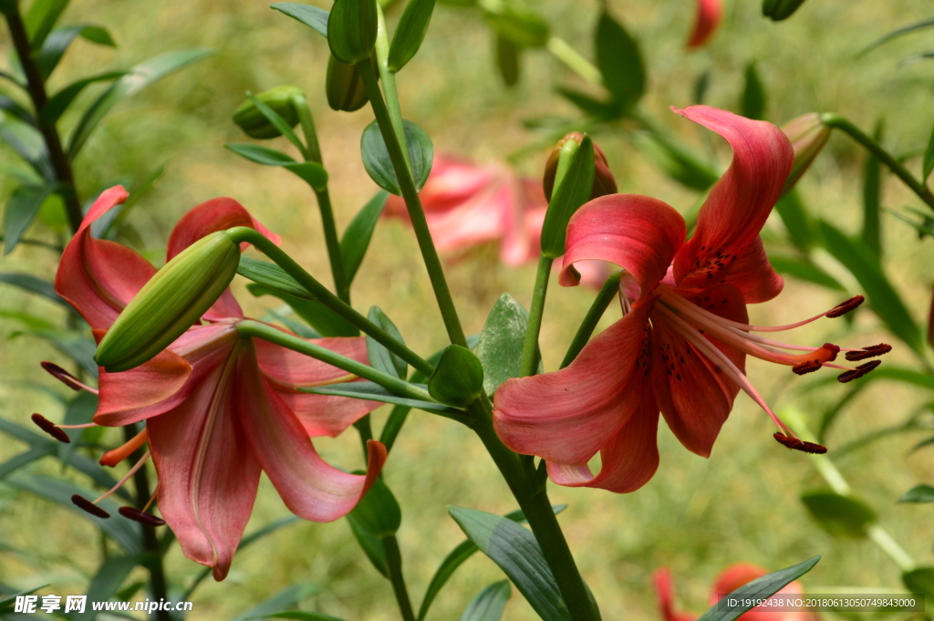 百合花