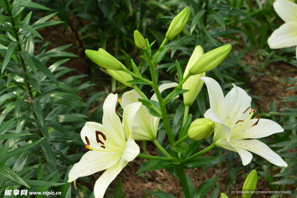 百合花