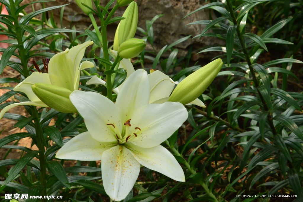 百合花