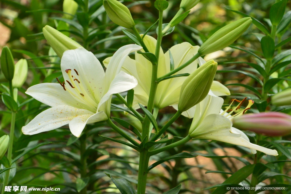 百合花